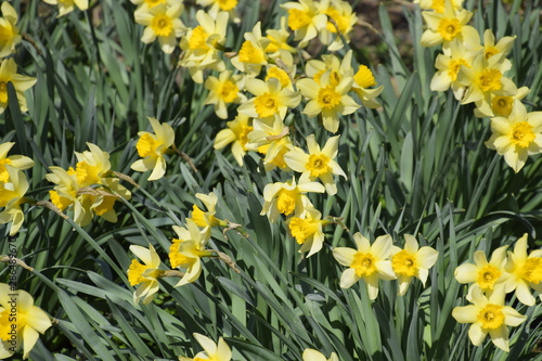 Flowering daffodils in t garden, yellow daffodil flowers © eleonimages