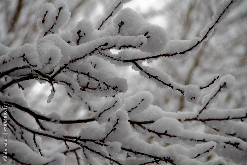 Tree branches with snow Tree branches with snow