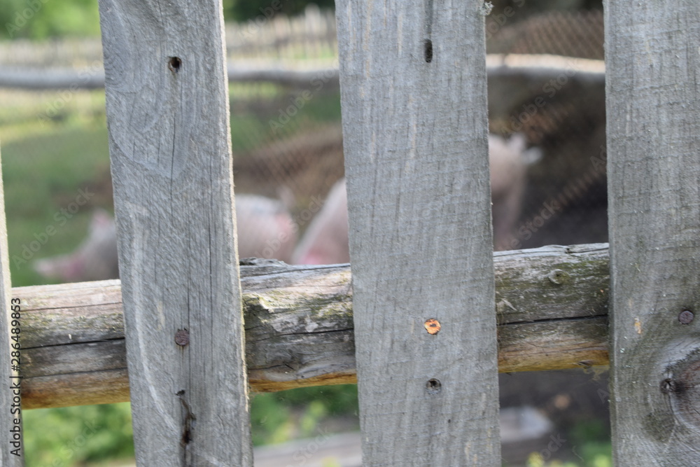 pigs behind a wooden fence in the village