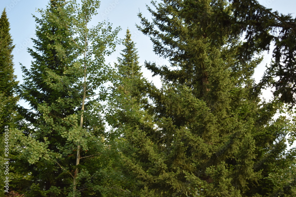 Fototapeta premium trees in the forest