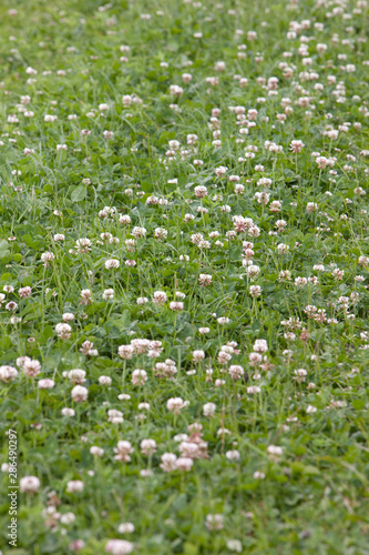 Fototapeta Naklejka Na Ścianę i Meble -  Growing clover.  fields Netherlands polders
