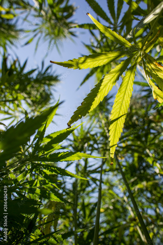 Big and healthy fresh CBD hemp bud on marijuana field Big and healthy fresh CBD hemp bud on marijuana field