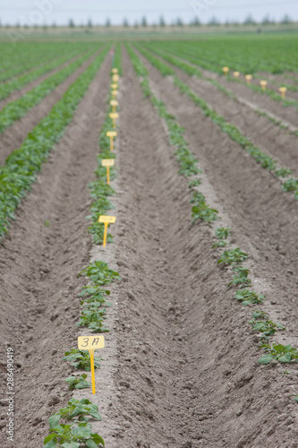 Growing potatoes. fields Netherlands polders