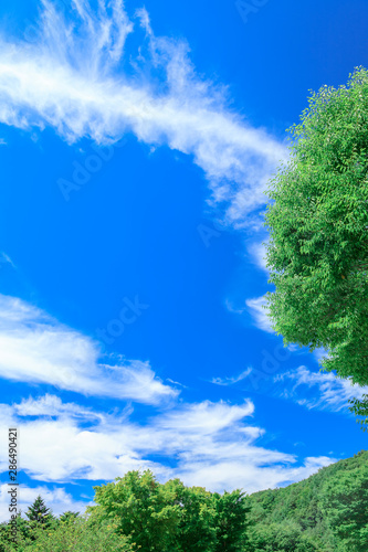 新緑の木立と雲 © かめさん
