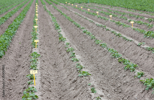 Growing potatoes. fields Netherlands polders