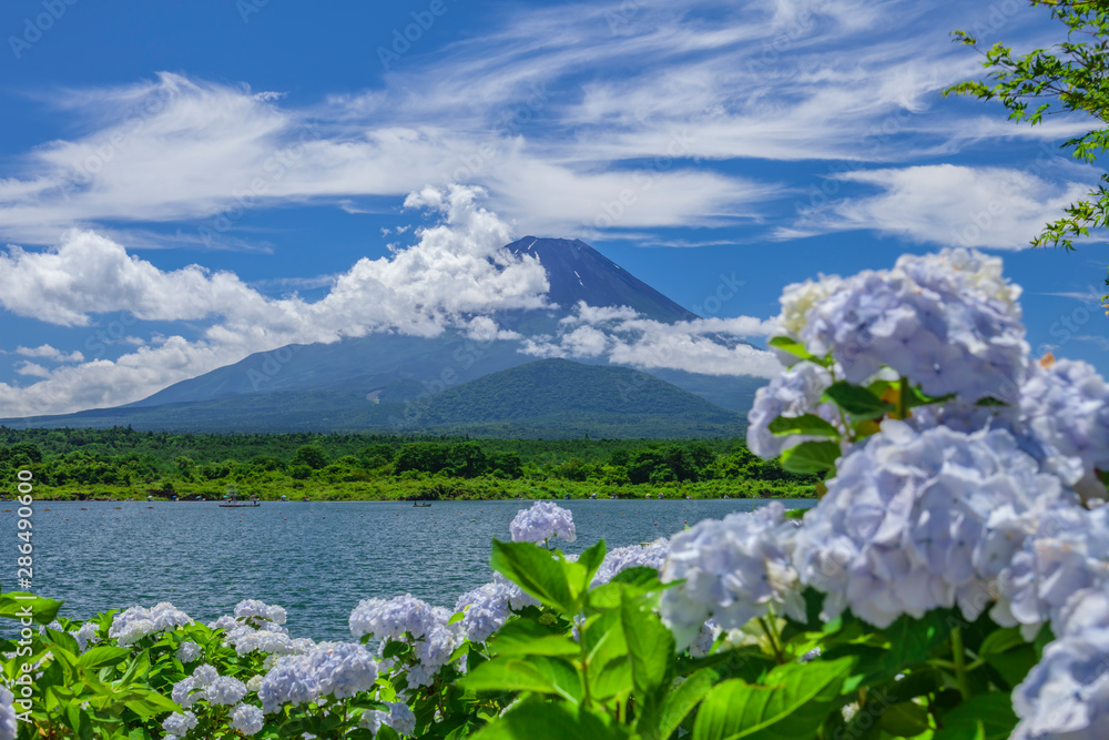 Obraz premium 富士山と紫陽花と雲