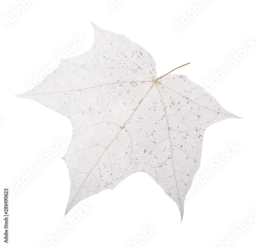 isolated grey maple tree leaf skeleton