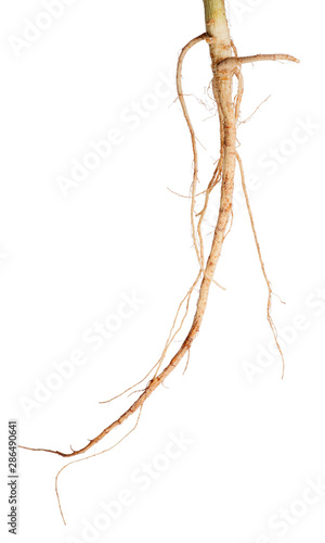 parsley light root isolated on white