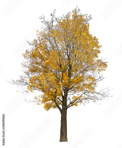 bright gold autumn large maple tree