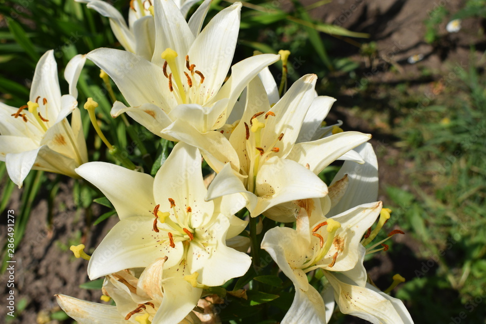Obraz premium opened flowers lilies in the garden