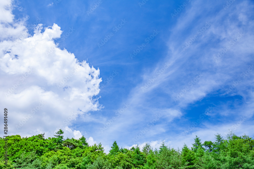 雲と新緑の木立