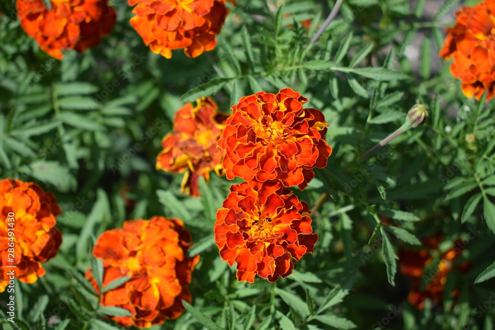 red flowers in the garden