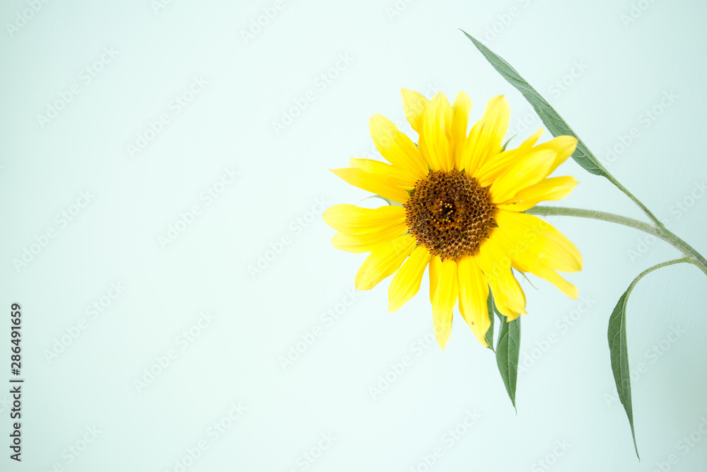 Obraz premium sunflower isolated on white background