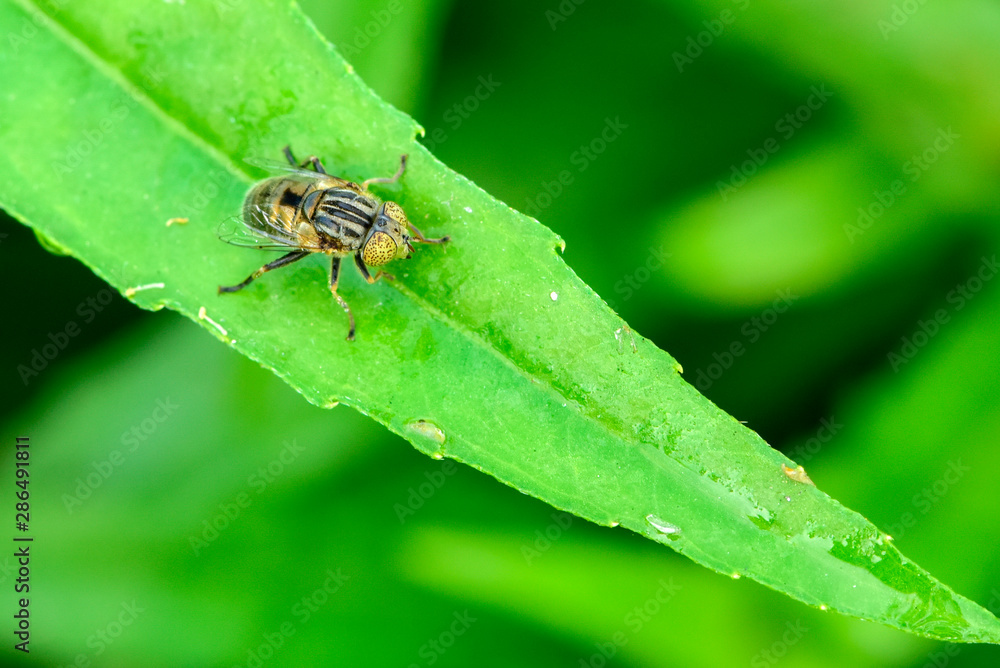 A spotted aphid fly perches on wild plants A spotted aphid fly perches on wild plants
