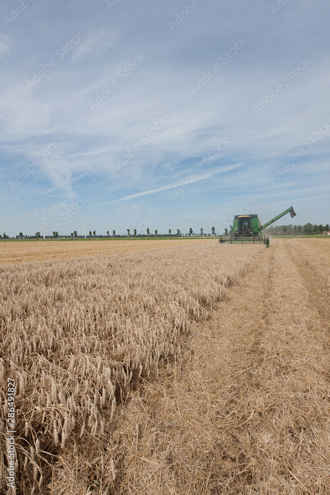 Harvesting wheat. Combine harvesting. Corn. Agriculture Netherlands