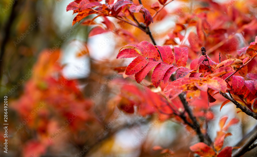 Red Rowan During Autumn