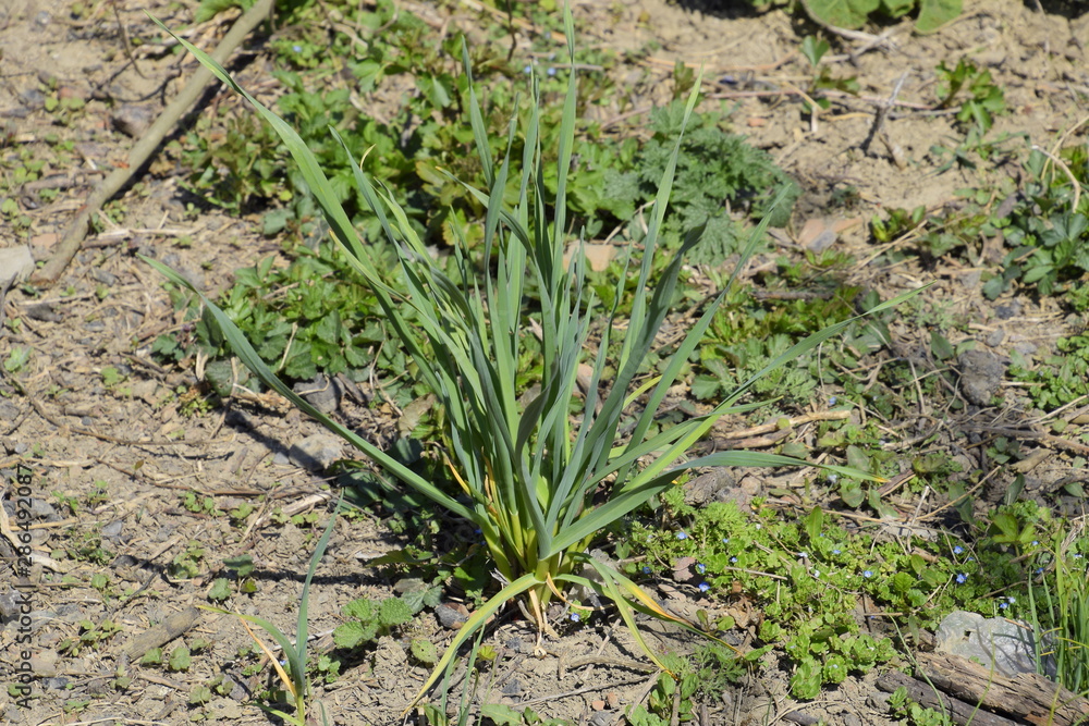 bush of garlic in the garden. Leaves of garlic. bush of garlic in the garden. Leaves of garlic.