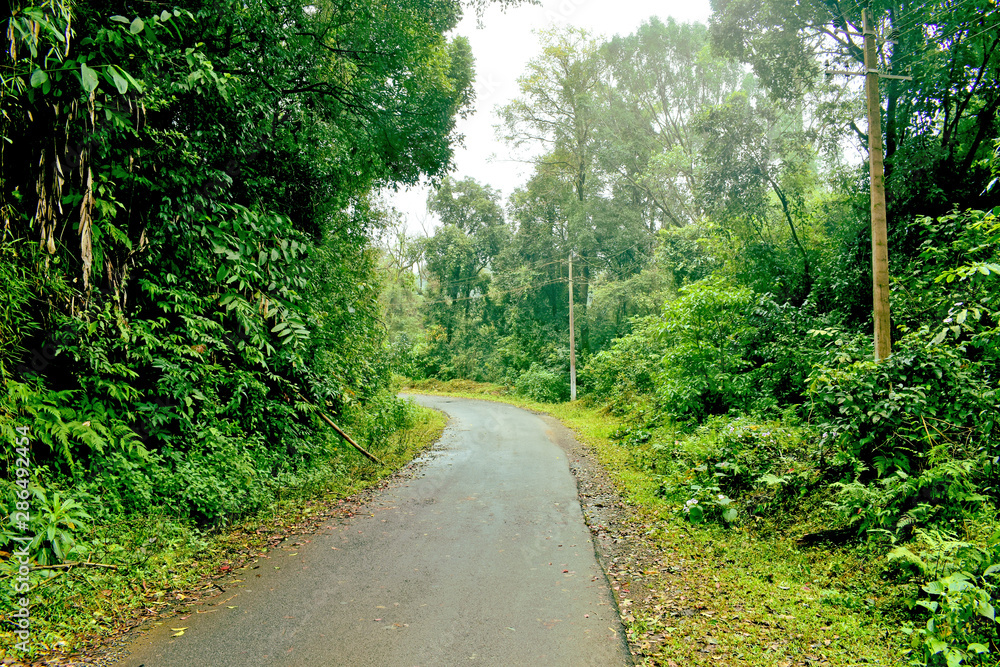 Fototapeta premium road in forest