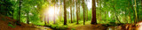 Panorama vom Wald im Frühling mit heller Sonne, die durch die Bäume strahlt