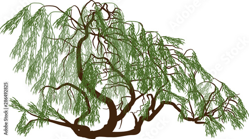 green weeping willow on white