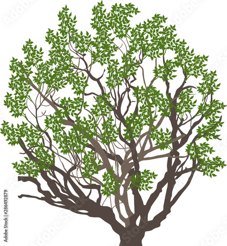 tree with many branches in dark green leaves on white