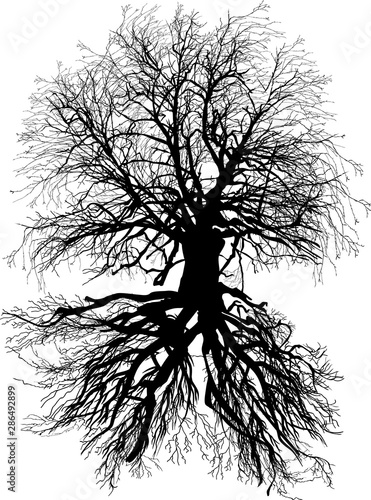 bare isolated on white large oak tree with root