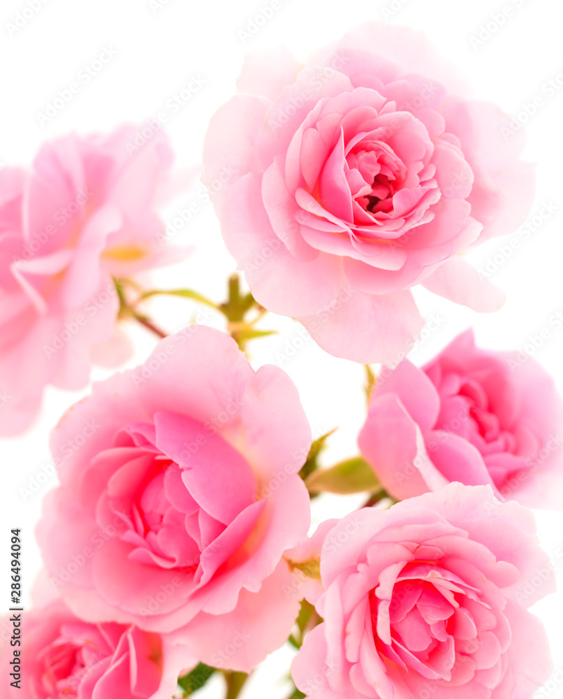 Pink rose flower. Pink rose flower.
