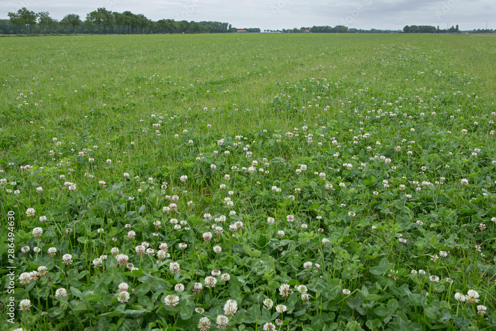 Growing Clover. Agriculture Netherlands Growing Clover. Agriculture Netherlands