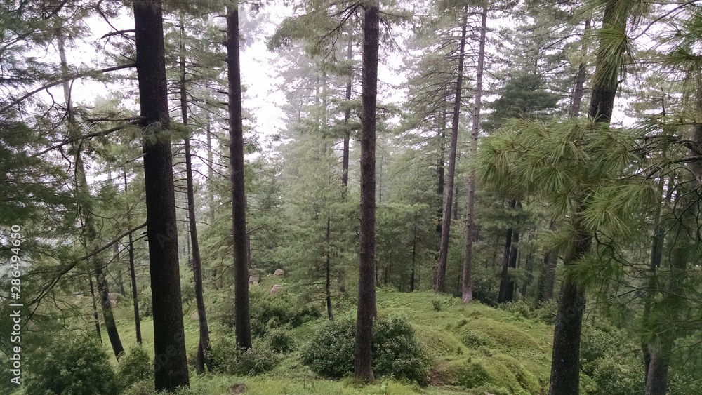 Obraz premium Cloud forest, Patriata, Pakistan