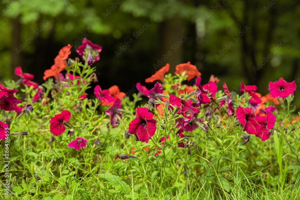 red flower floral space in park gardening environment with unfocused blurred natural background 