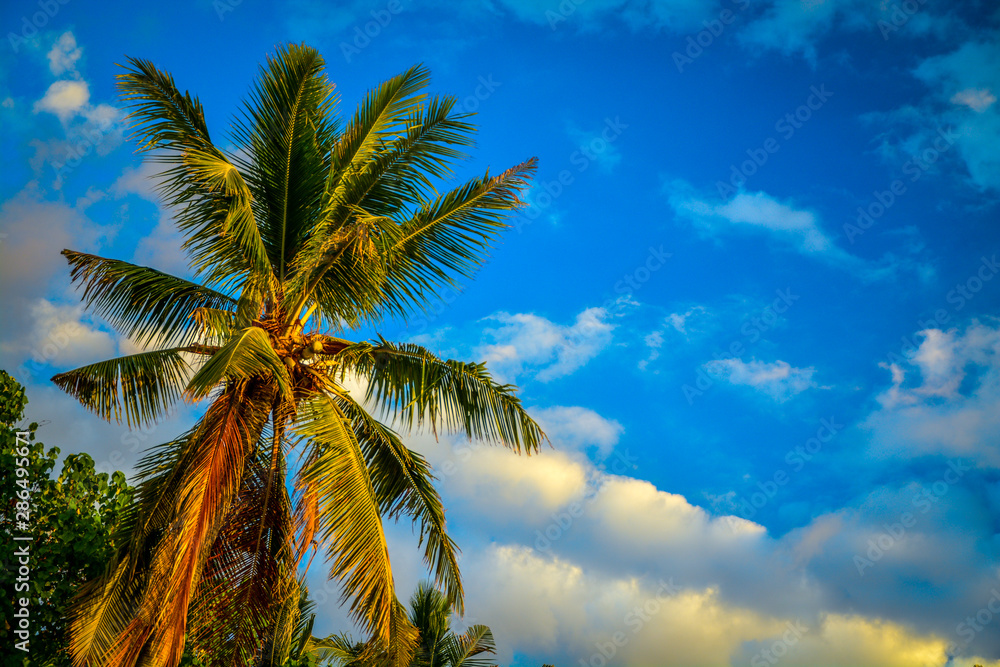 palm tree and blue sky