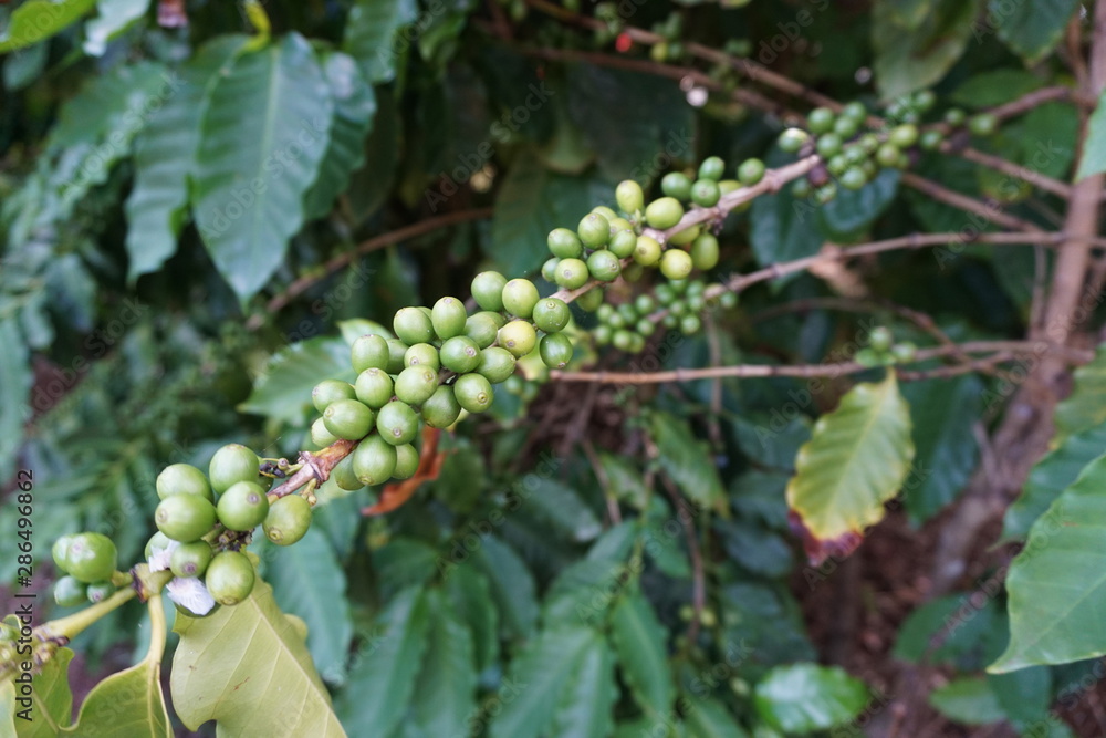 Green coffee berries growing on trees in Kauai Green coffee berries growing on trees in Kauai