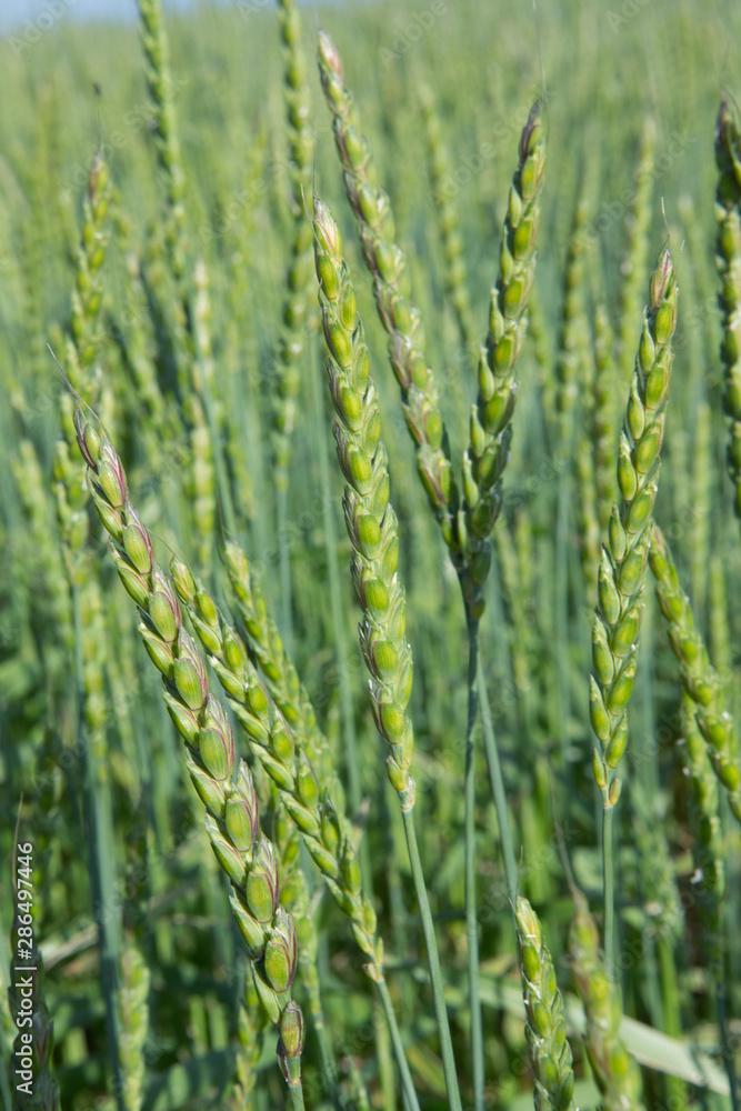 Growing Spelt . Fields of wheat polder Netherlands. Agriculture Growing Spelt . Fields of wheat polder Netherlands. Agriculture