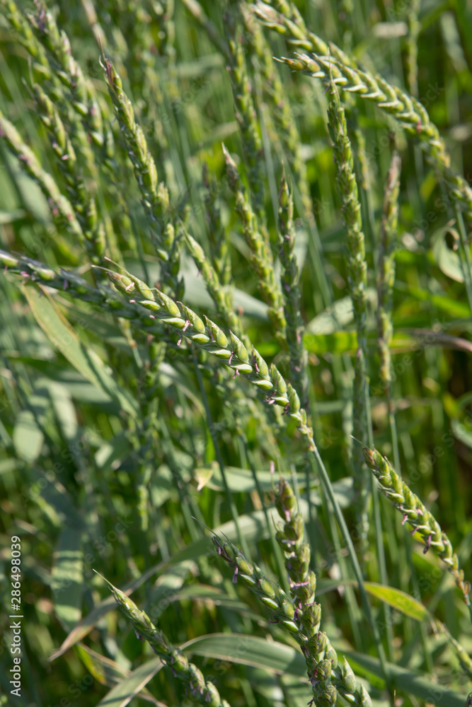 Growing Spelt . Fields of wheat polder Netherlands. Agriculture Growing Spelt . Fields of wheat polder Netherlands. Agriculture