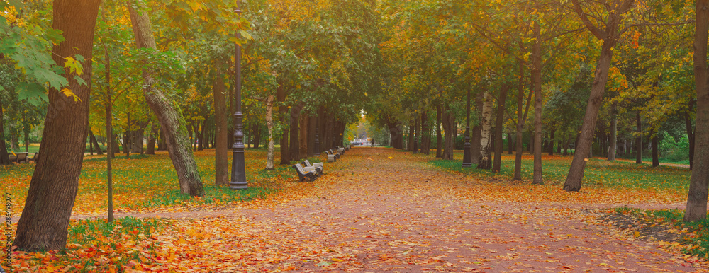 Fototapeta premium Autumn park alley road in city landscape. People walking on path in autumn park with golden leaves and trees on october weather. Beautiful autumnal park. Beauty nature fall scene. Forest at september.