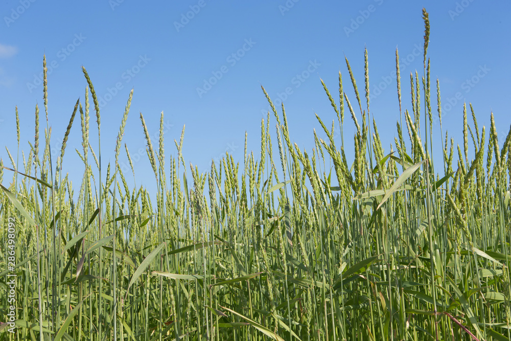 Growing Spelt . Fields of wheat polder Netherlands. Agriculture