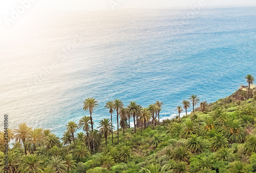 Scenic ccean shore with a lot of palms photo