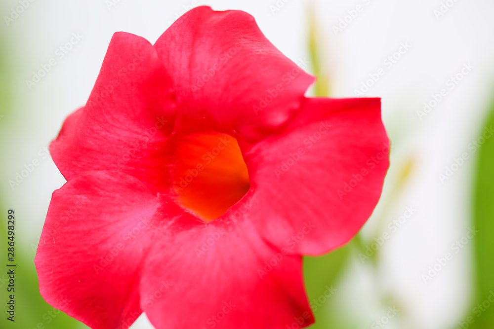 Red flower in the backyard. - Image Red flower in the backyard. - Image