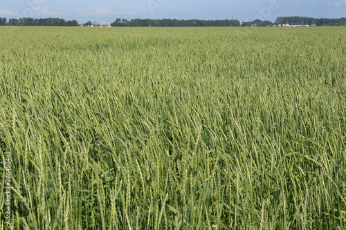 Fields with spelt. Wheat fields polder Netherlands