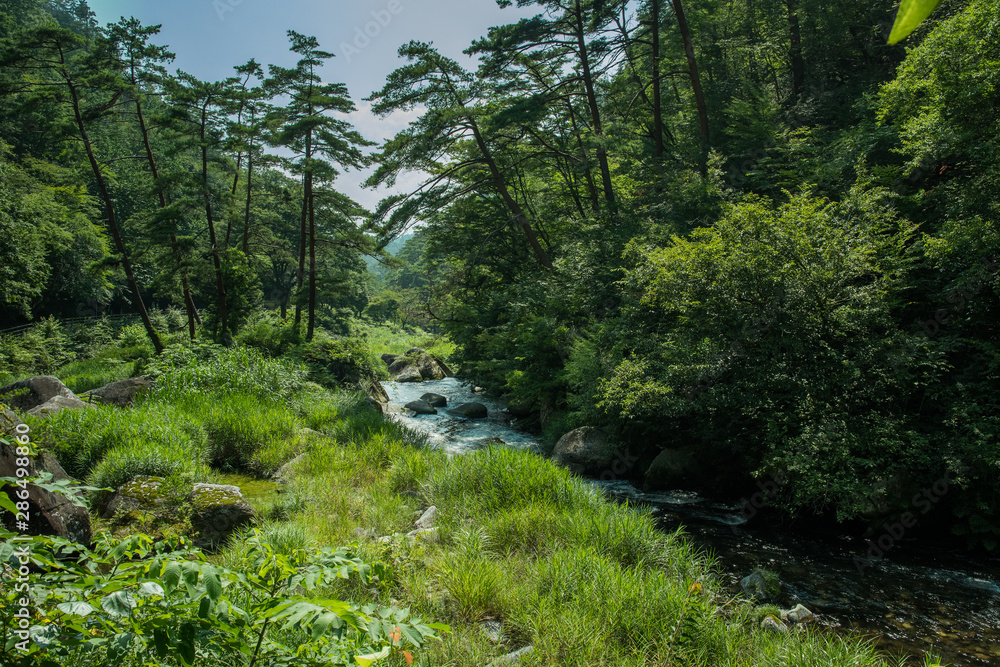 Obraz premium nature