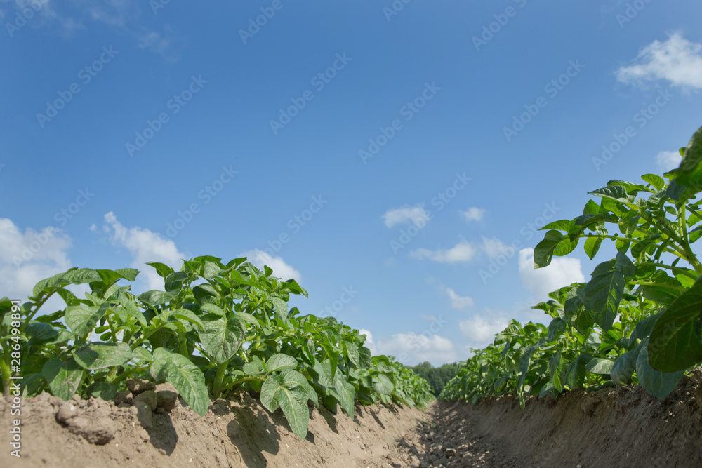 Growing Potatoes. Agriculture. Fields in polder Netherlands Growing Potatoes. Agriculture. Fields in polder Netherlands