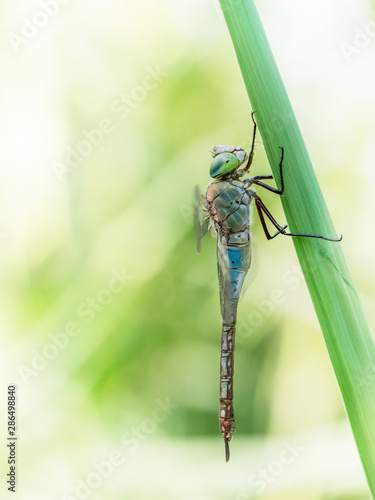 Anax parthenope, the Lesser emperor dragonfly in profile in nature. photo