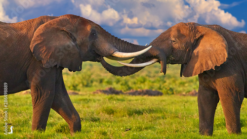Canvas Print African safari at the foot of a volcano Kilimanjaro, green season in Amboseli national park