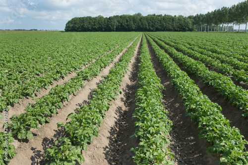Growing Potatoes. Agriculture. Fields in Flevo-polder Netherlands