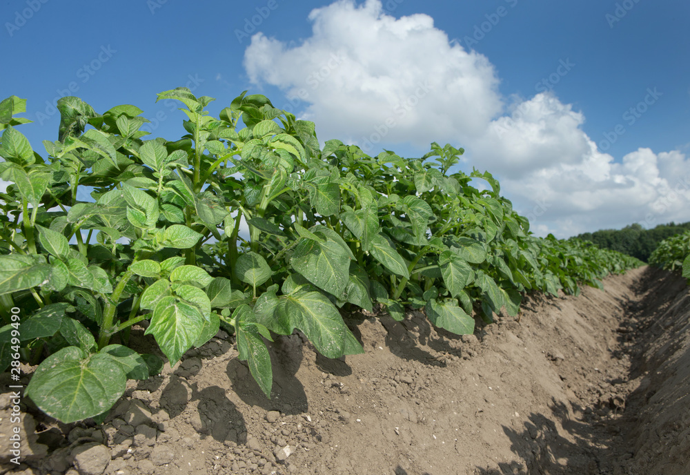 Growing Potatoes. Agriculture. Fields in polder Netherlands Growing Potatoes. Agriculture. Fields in polder Netherlands