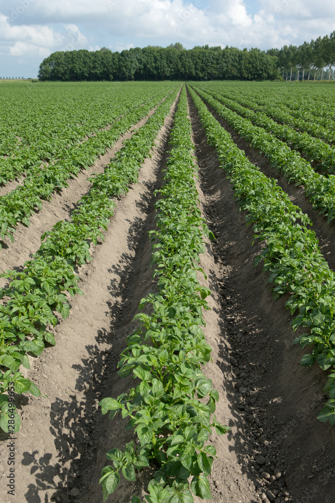 Growing Potatoes. Agriculture. Fields in polder Netherlands