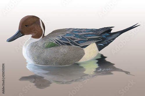 Schilderij op canvas canard pilet, pintait drake,  eau, nature, faune, animal, lac, chasse, hunting,
