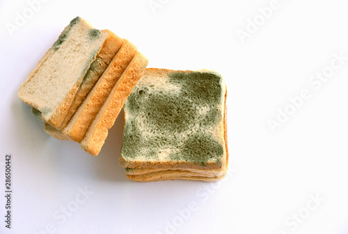 Quadro em tela Mold growing rapidly on moldy bread  on white background
