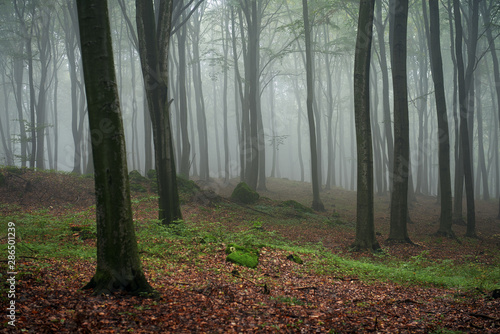 Misty morning in old beech forest