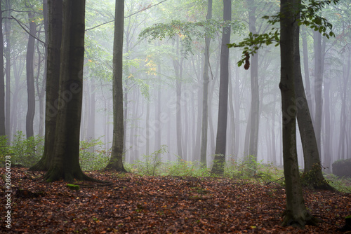Misty morning in old beech forest